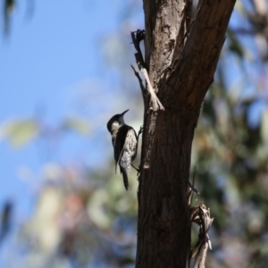 Cormobates leucophaea at Gungahlin, ACT - 7 Nov 2017 09:09 AM