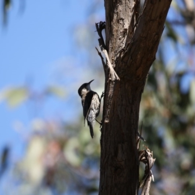 Cormobates leucophaea (White-throated Treecreeper) at Mulligans Flat - 6 Nov 2017 by Alison Milton