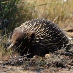 Tachyglossus aculeatus (Short-beaked Echidna) at Gungahlin, ACT - 6 Nov 2017 by AlisonMilton