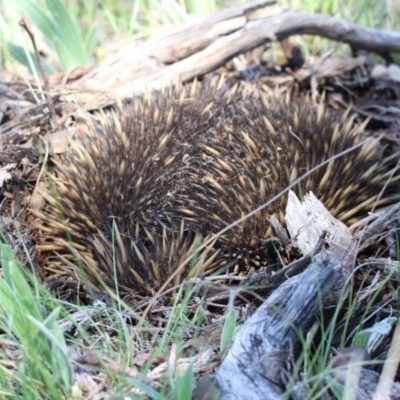 Tachyglossus aculeatus (Short-beaked Echidna) at Mulligans Flat - 7 Nov 2017 by AlisonMilton