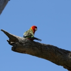 Platycercus eximius (Eastern Rosella) at Mulligans Flat - 6 Nov 2017 by Alison Milton