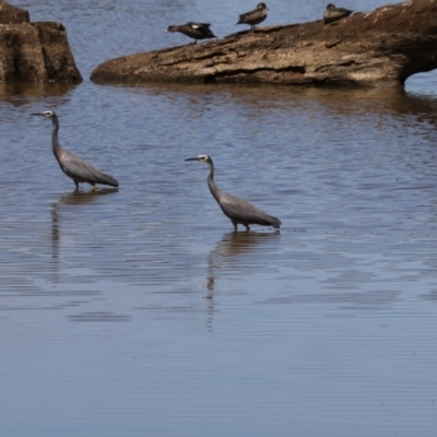 Egretta novaehollandiae (White-faced Heron) at Mulligans Flat - 6 Nov 2017 by Alison Milton