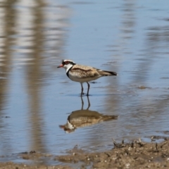 Charadrius melanops (Black-fronted Dotterel) at Mulligans Flat - 6 Nov 2017 by Alison Milton