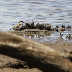 Charadrius melanops at Gungahlin, ACT - 7 Nov 2017 10:59 AM