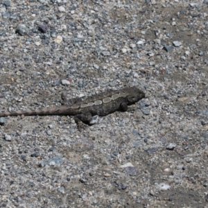 Amphibolurus muricatus at Gungahlin, ACT - 7 Nov 2017 11:39 AM