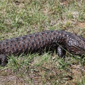 Tiliqua rugosa at Gungahlin, ACT - 7 Nov 2017 11:55 AM