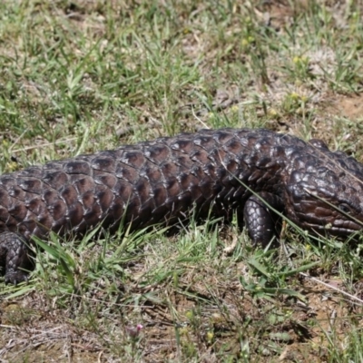 Tiliqua rugosa (Shingleback Lizard) at Mulligans Flat - 7 Nov 2017 by AlisonMilton