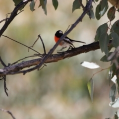 Petroica boodang (Scarlet Robin) at Gungahlin, ACT - 7 Nov 2017 by Alison Milton