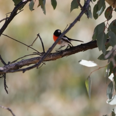 Petroica boodang (Scarlet Robin) at Gungahlin, ACT - 7 Nov 2017 by AlisonMilton