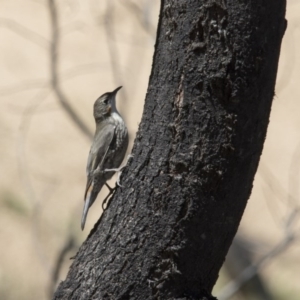 Cormobates leucophaea at Gungahlin, ACT - 7 Nov 2017