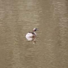 Tachybaptus novaehollandiae (Australasian Grebe) at Mulligans Flat - 7 Nov 2017 by Alison Milton