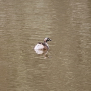 Tachybaptus novaehollandiae at Gungahlin, ACT - 7 Nov 2017