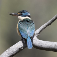 Todiramphus sanctus (Sacred Kingfisher) at Mulligans Flat - 7 Nov 2017 by Alison Milton