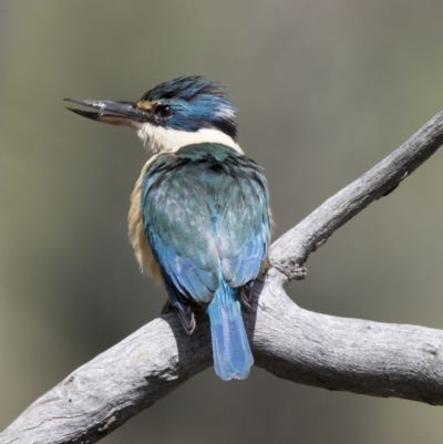 Todiramphus sanctus (Sacred Kingfisher) at Gungahlin, ACT - 7 Nov 2017 by Alison Milton