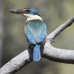 Todiramphus sanctus at Gungahlin, ACT - 7 Nov 2017 12:43 PM