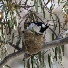 Grallina cyanoleuca (Magpie-lark) at Forde, ACT - 7 Nov 2017 by AlisonMilton