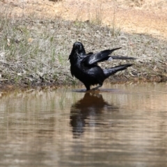 Corvus coronoides (Australian Raven) at Gungahlin, ACT - 7 Nov 2017 by Alison Milton