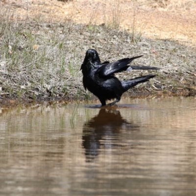 Corvus coronoides (Australian Raven) at Gungahlin, ACT - 7 Nov 2017 by Alison Milton