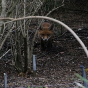 Vulpes vulpes at Acton, ACT - 2 Nov 2017