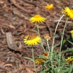 Vanessa kershawi (Australian Painted Lady) at ANBG - 2 Nov 2017 by Alison Milton