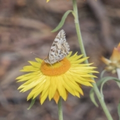 Vanessa kershawi (Australian Painted Lady) at ANBG - 2 Nov 2017 by Alison Milton