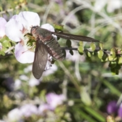 Comptosia insignis (A bee fly) at Acton, ACT - 2 Nov 2017 by Alison Milton