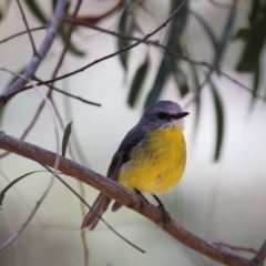 Eopsaltria australis (Eastern Yellow Robin) at Acton, ACT - 8 Nov 2017 by AlisonMilton