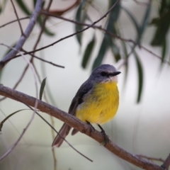 Eopsaltria australis (Eastern Yellow Robin) at Acton, ACT - 7 Nov 2017 by Alison Milton