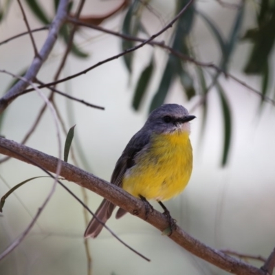 Eopsaltria australis (Eastern Yellow Robin) at Acton, ACT - 7 Nov 2017 by Alison Milton