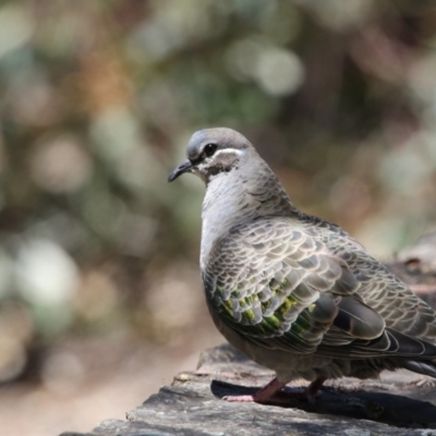 Phaps chalcoptera (Common Bronzewing) at Acton, ACT - 8 Nov 2017 by AlisonMilton