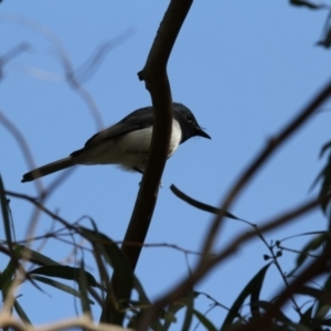 Myiagra rubecula at Higgins, ACT - 10 Nov 2017