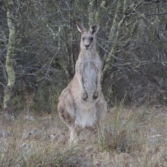 Macropus giganteus (Eastern Grey Kangaroo) at Rob Roy Range - 4 Nov 2017 by michaelb