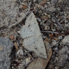 Taxeotis intextata (Looper Moth, Grey Taxeotis) at Conder, ACT - 4 Nov 2017 by michaelb