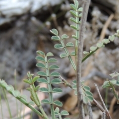 Indigofera adesmiifolia (Tick Indigo) at Rob Roy Range - 4 Nov 2017 by michaelb