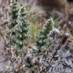 Cheilanthes distans (Bristly Cloak Fern) at Conder, ACT - 4 Nov 2017 by MichaelBedingfield