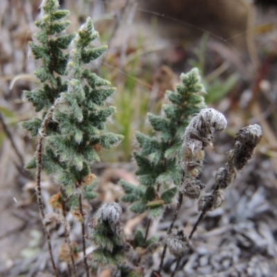 Cheilanthes distans (Bristly Cloak Fern) at Rob Roy Range - 4 Nov 2017 by michaelb