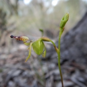 Caleana minor at Aranda, ACT - 14 Nov 2017