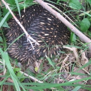 Tachyglossus aculeatus at Bermagui, NSW - 11 Nov 2017 05:16 PM