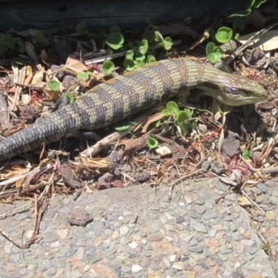 Tiliqua scincoides scincoides (Eastern Blue-tongue) at Bermagui, NSW - 15 Nov 2017 by margaretrose