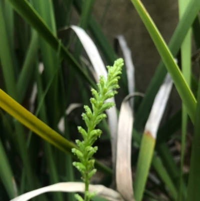 Microtis sp. (Onion Orchid) at Barton, ACT - 15 Nov 2017 by AaronClausen