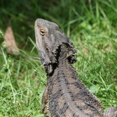 Pogona barbata (Eastern Bearded Dragon) at ANBG - 17 Oct 2017 by AlisonMilton