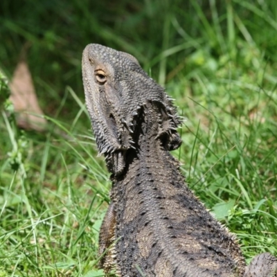 Pogona barbata (Eastern Bearded Dragon) at Acton, ACT - 18 Oct 2017 by AlisonMilton