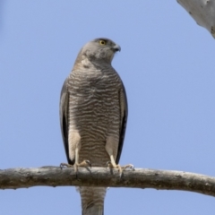 Accipiter fasciatus (Brown Goshawk) at ANBG - 17 Oct 2017 by AlisonMilton