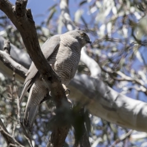 Accipiter fasciatus at Acton, ACT - 18 Oct 2017