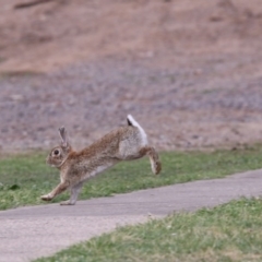 Oryctolagus cuniculus (European Rabbit) at Acton, ACT - 31 Oct 2017 by Alison Milton