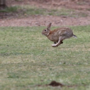 Oryctolagus cuniculus at Acton, ACT - 31 Oct 2017