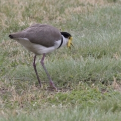 Vanellus miles (Masked Lapwing) at Acton, ACT - 31 Oct 2017 by Alison Milton