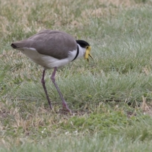 Vanellus miles at Acton, ACT - 31 Oct 2017 02:42 PM