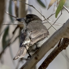 Cracticus torquatus (Grey Butcherbird) at Acton, ACT - 27 Oct 2017 by Alison Milton