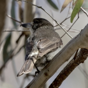 Cracticus torquatus at Acton, ACT - 27 Oct 2017